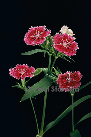 Dianthus sp. (œillet)