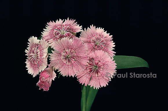 Dianthus sp. (œillet)