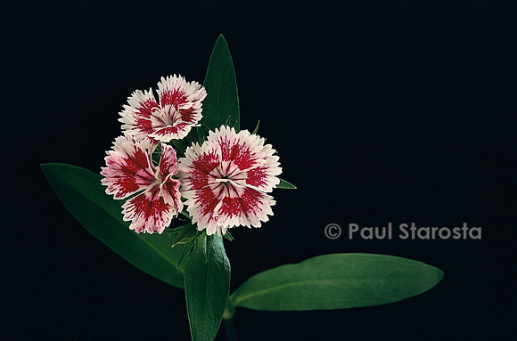 Dianthus sp. (œillet)