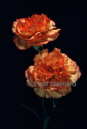 Dianthus sp. (œillet)