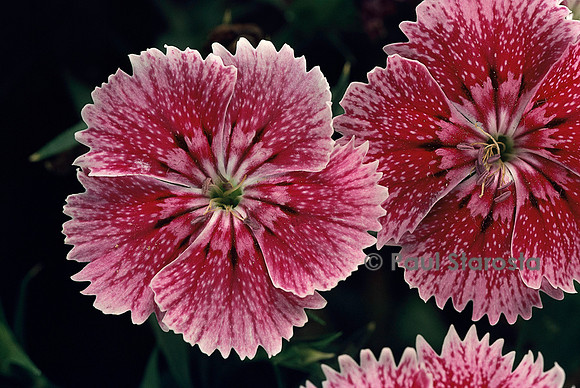 Dianthus sp. (œillet)