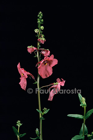 Diascia cordata ‘Ruby Field’