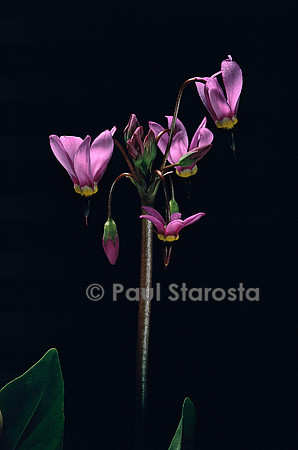 Dodecatheon meadia (gyroselle de Virginie)