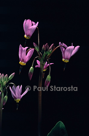 Dodecatheon meadia (gyroselle de Virginie)