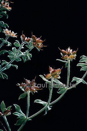 Dorycnium hirsutum (bonjeanie)