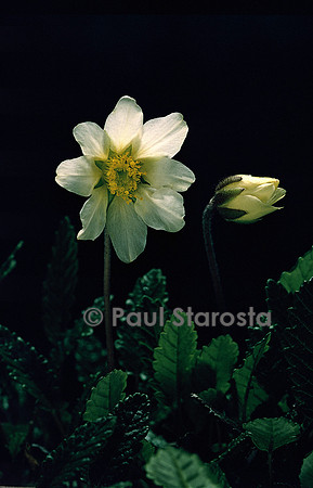 Dryas octopetala (dryade à huit pétales)