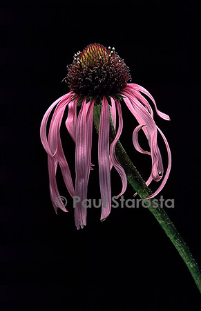 Echinacea angustifolia (rudbekia)