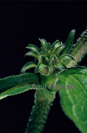Echinacea purpurea  (rudbéckie rouge) 1