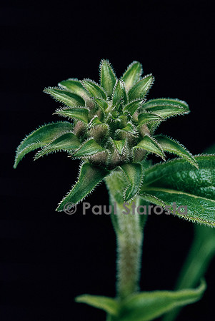 Echinacea purpurea  (rudbéckie rouge) 2