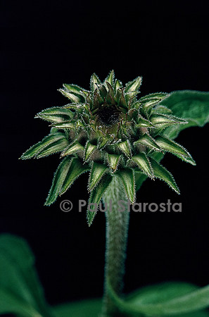 Echinacea purpurea  (rudbéckie rouge) 3