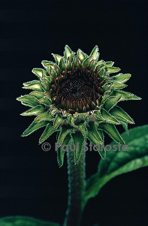 Echinacea purpurea  (rudbéckie rouge) 4