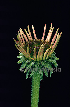 Echinacea purpurea  (rudbéckie rouge) 5