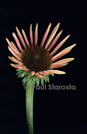 Echinacea purpurea  (rudbéckie rouge) 6