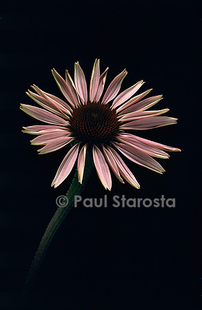 Echinacea purpurea  (rudbéckie rouge) 7
