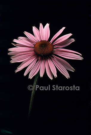 Echinacea purpurea  (rudbéckie rouge)