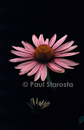 Echinacea purpurea  (rudbéckie rouge)