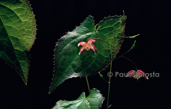 Epimedium X rubrum (épimède)