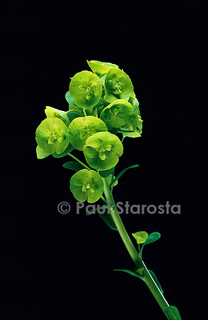 Euphorbia amygdaloides ssp. robbiae