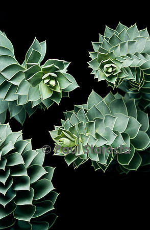 Euphorbia myrsinites (euphorbe de Corse)