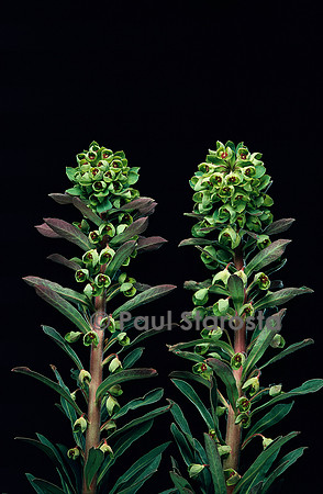 Euphorbia X martinii
