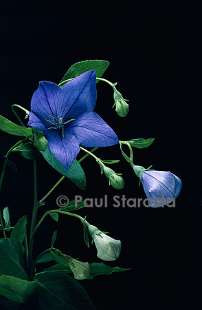 Platycodon grandiflorus