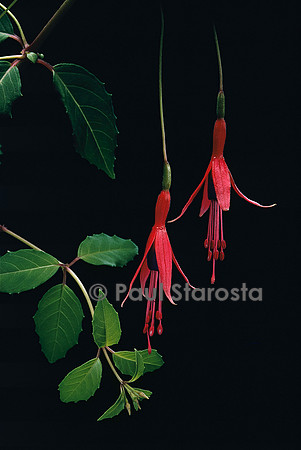 Fuchsia magellanica ‘Ricartonii’ (fuchsia de Magellan)