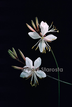 Oenothera lindheimeri