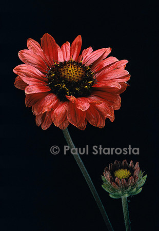 Gaillardia ‘Burgunder’ (gaillarde)