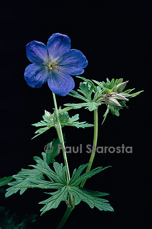 Geranium ‘Johnson Blue’