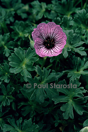 Geranium cinereum ‘Ballerina’