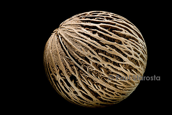 Cerbera odollam (arbre pong) - fruit