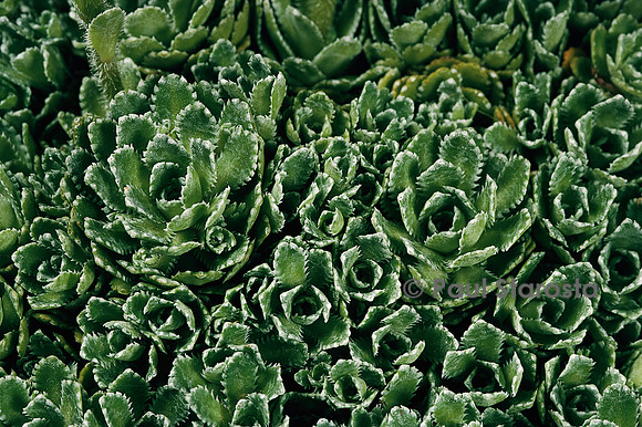 Saxifraga paniculata ‘Minor’ (saxifrage)