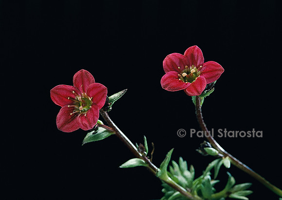 Saxifraga X arendsii (saxifrage)