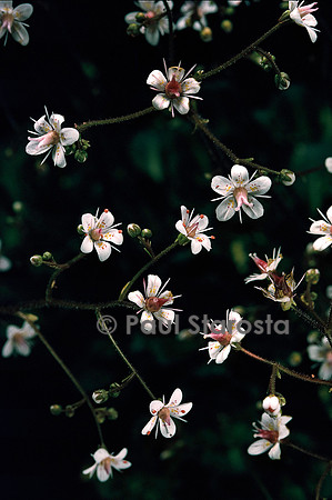 Saxifraga X urbium ‘Aureopunctata’ (saxifrage)