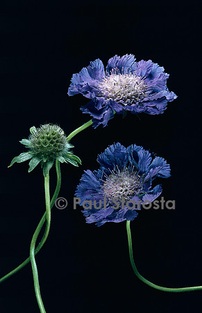 Scabiosa caucasica (scabieuse du caucase)