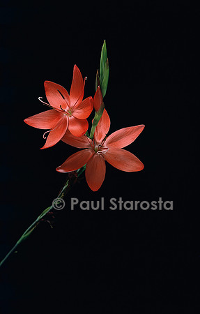 Schizostylis coccinea ‘Major’ (lys des cafres)
