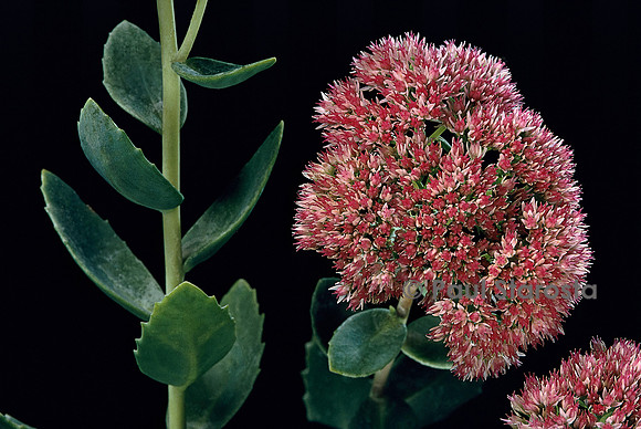 Sedum ‘Autumn Joy’ (orpin)