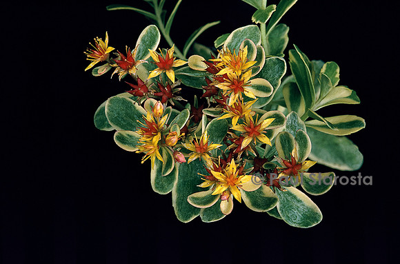Sedum kamtschaticum ‘Variegatum’ (orpin du Kamtschaka)