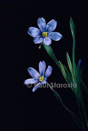 Sisyrinchium angustifolium