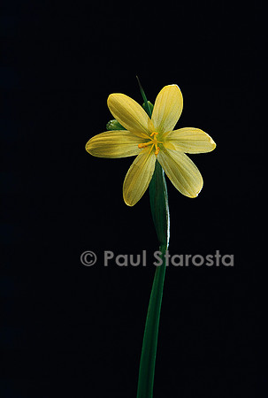 Sisyrinchium californicum