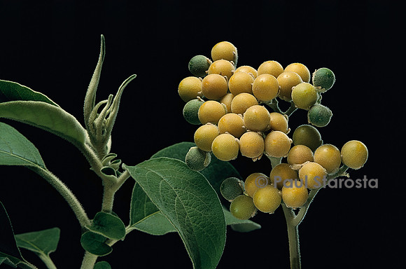 Solanum aurantiacum