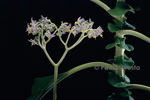 Solanum mauritianum (arbre à papier)