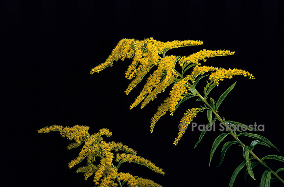 Solidago canadensis (verge d’or du Canada)