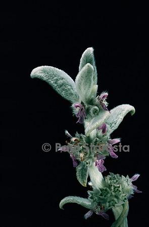 Stachys byzantina (oreille d’ours)