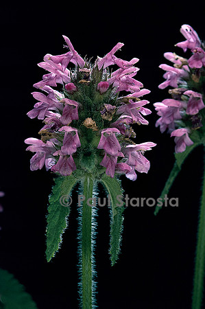 Stachys monnieri (épiaire)