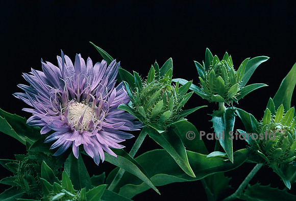 Stokesia laevis (bleuet d’Amérique)
