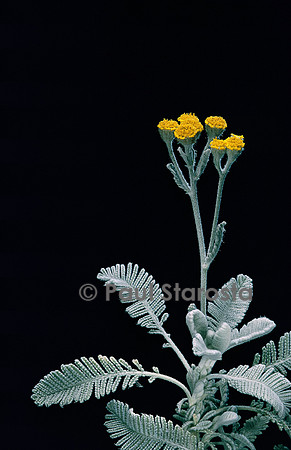 Tanacetum densum ssp. amani (tanaisie)