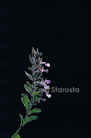 Teucrium chamaedrys (germandrée petit-chêne)