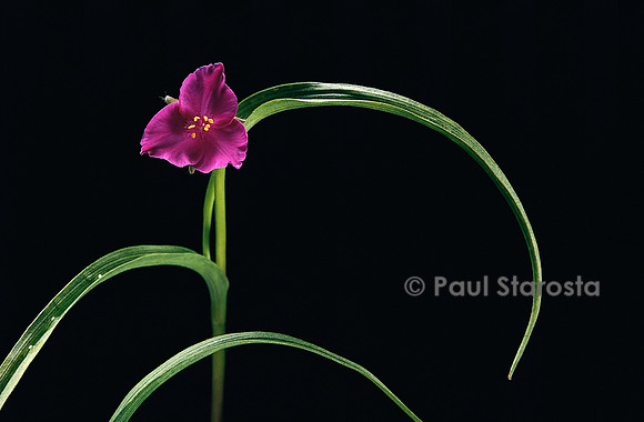 Tradescantia X andersoniana ‘Karminglut’ (éphémère de Virginie)