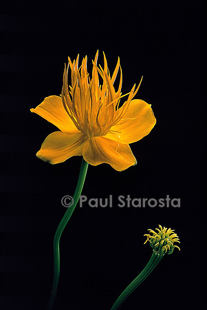 Trollius chinensis ‘Golden Queen’ (trolle de Chine)